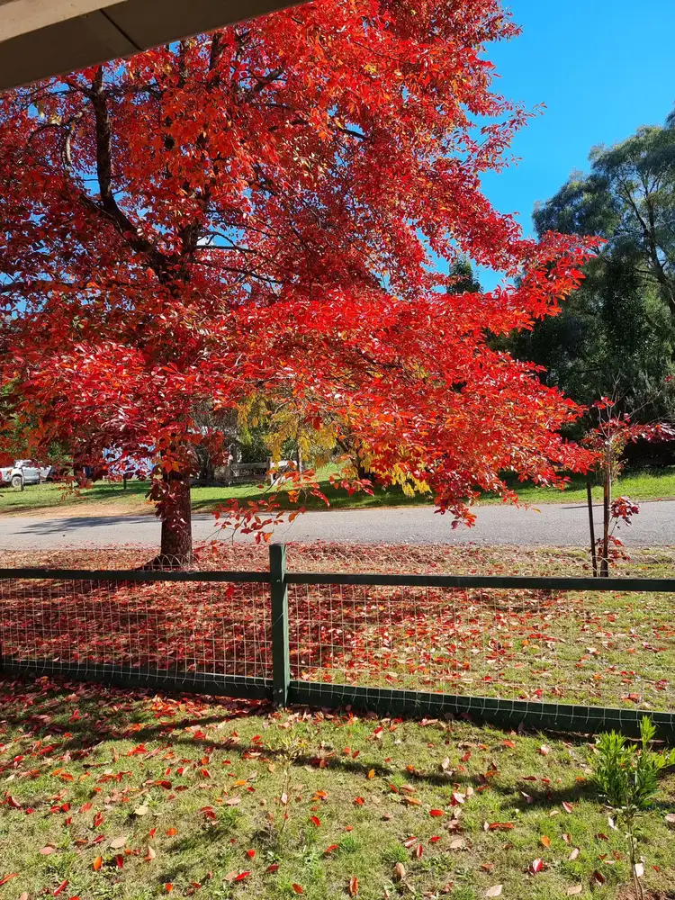 Second view of Homely house listing, 30 Grey Street, Jamieson VIC 3723