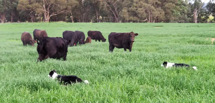 Sixth view of Homely rural property listing, 204 Uamby Road, Gulgong NSW 2852