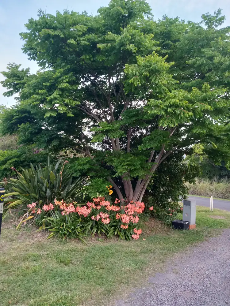 Sixth view of Homely rural property listing, 746 Cooloolabin Road, Cooloolabin QLD 4560