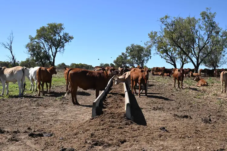 Second view of Homely rural property listing, 102 Lowestoff Road, Capella QLD 4723