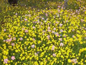 Second view of Homely land listing, Address available on request