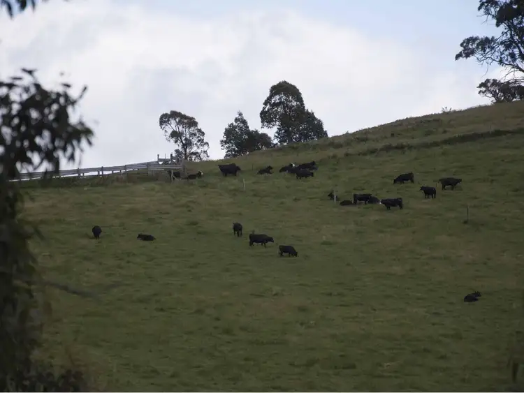 Fourth view of Homely rural property listing, 390 Kangaroo Track, Cassilis VIC 3898