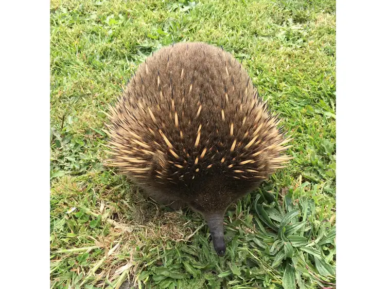 Sixth view of Homely house listing, 7 Waratah Street, Grassy TAS 7256