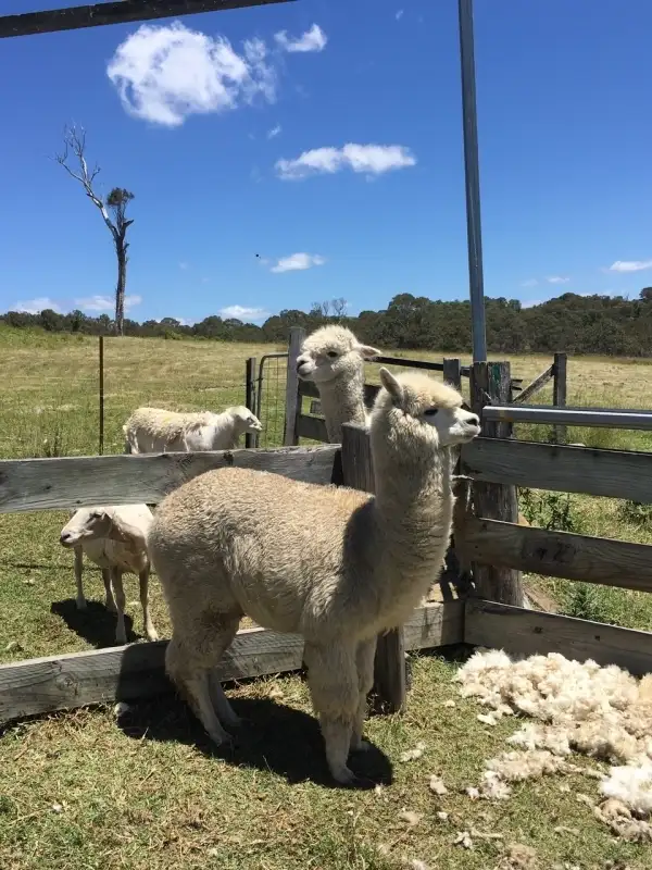 Fifth view of Homely rural property listing, 35 Glenall Lane, Candelo NSW 2550