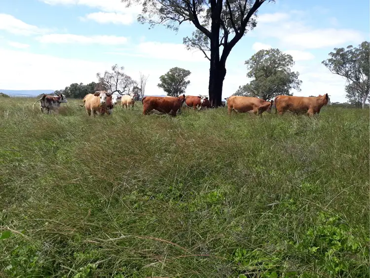 Seventh view of Homely rural property listing, Address available on request