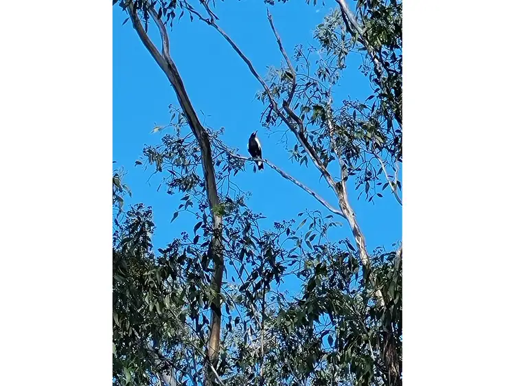 Fifth view of Homely land listing, 130 Pindari Drive, Thagoona QLD 4306