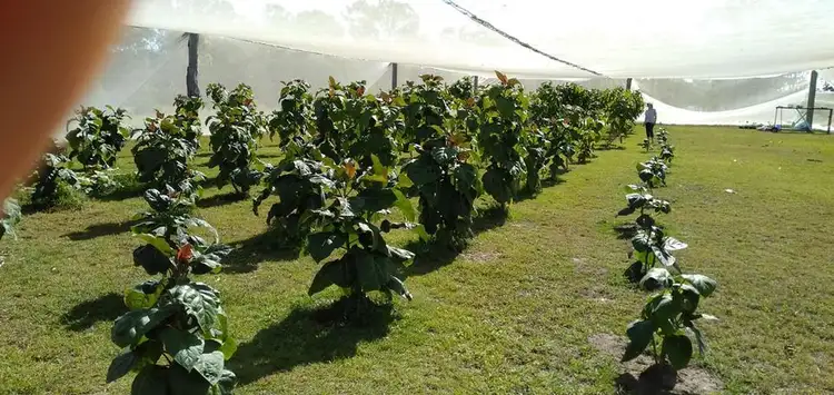 Sixth view of Homely rural property listing, 447 Burrum Heads Road, Burrum River QLD 4659