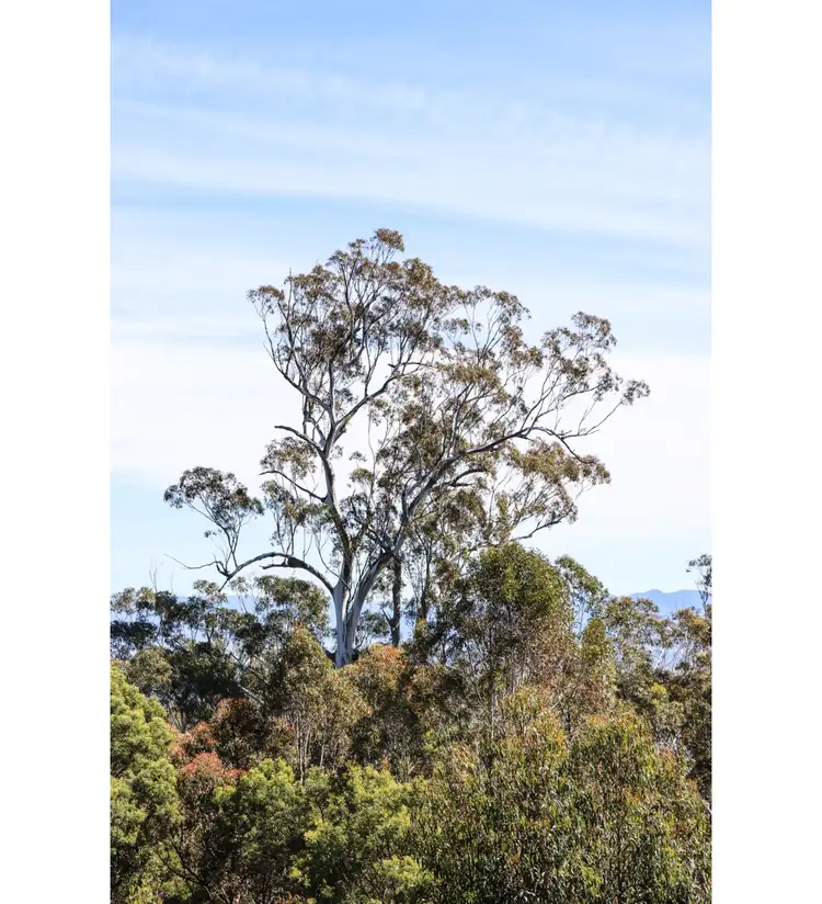 Third view of Homely house listing, 1045 Myrtle Mountain Road, Myrtle Mountain NSW 2550