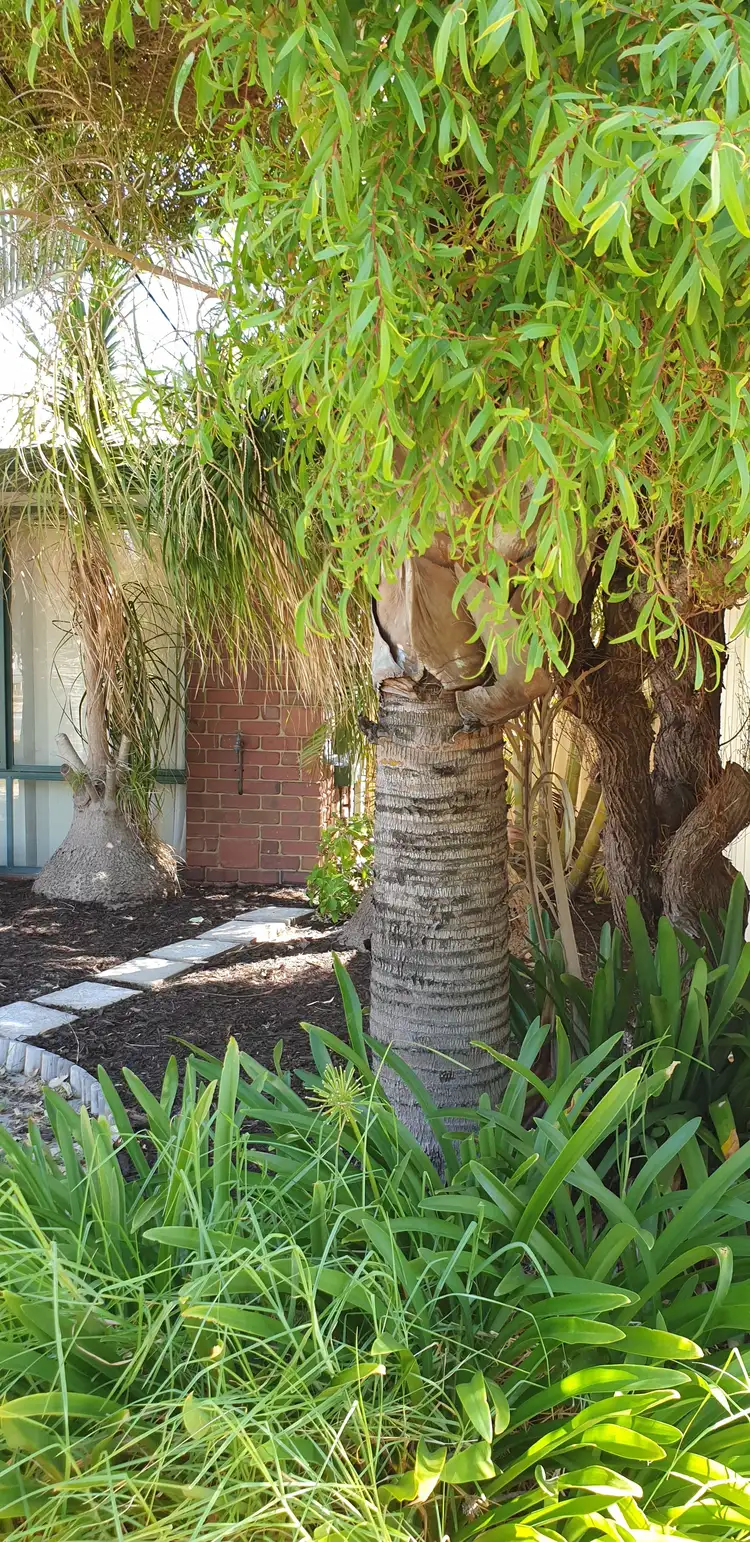 Sixth view of Homely house listing, 66 POAD STREET, Seville Grove WA 6112