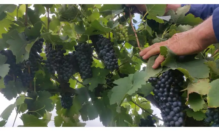 Third view of Homely rural property listing, 2040 Golden Highway, Sandy Hollow NSW 2333