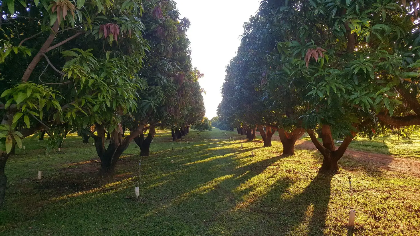 Main view of Homely rural property listing, 40 MAYWOOD ROAD, Kingsford WA 6701
