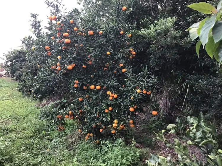 Seventh view of Homely land listing, 22 CURRAWONG WAY, Ewingsdale NSW 2481