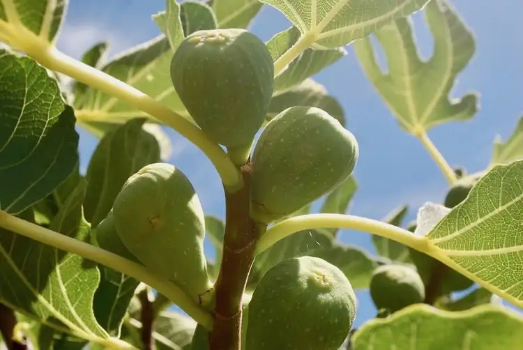 Fourth view of Homely house listing, 52 Raglan Street, Pingelly WA 6308