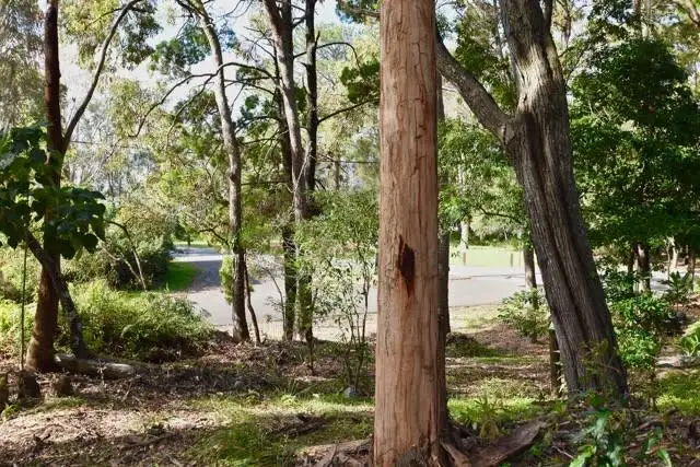 1 Mango Lane, Boreen Point QLD 4565