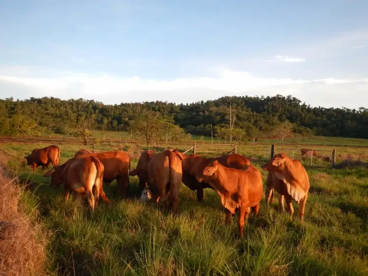 Seventh view of Homely land listing, Lot 1 Buttigieg Road, East Russell QLD 4861