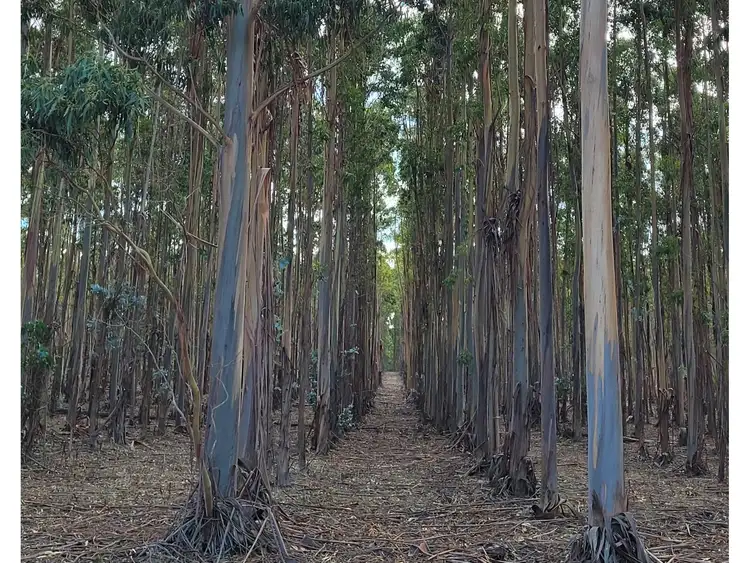 Second view of Homely rural property listing, 993 & 1293 Coxall Road, Munglinup WA 6450