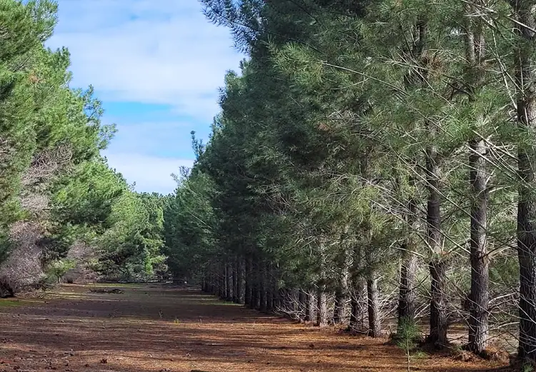 Fifth view of Homely rural property listing, 993 & 1293 Coxall  Road, Munglinup WA 6450