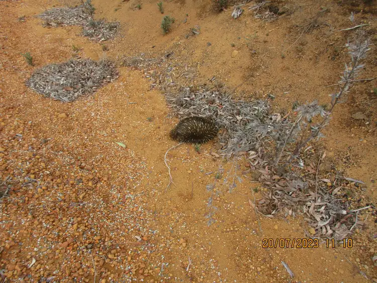 Fourth view of Homely land listing, Lot 59, 9 Shearing Rise, Wundowie WA 6560