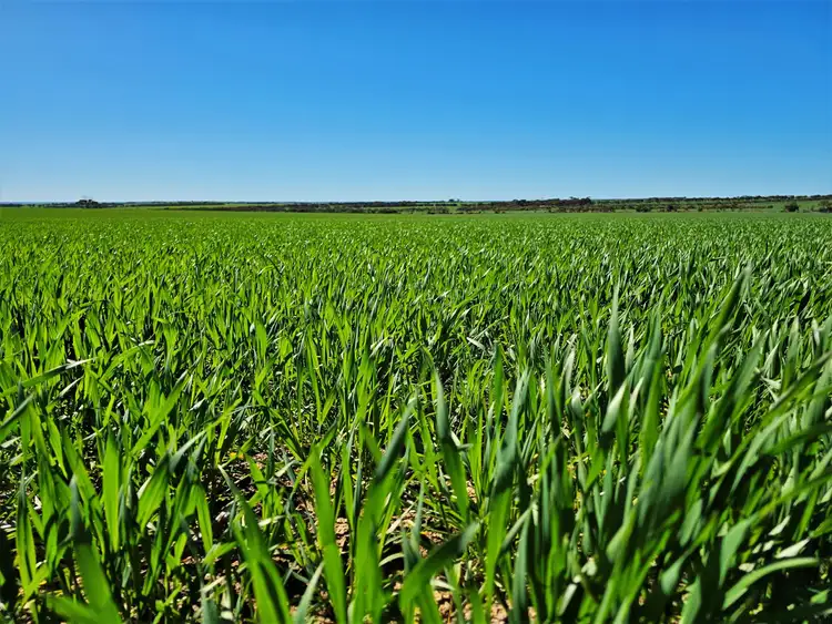 Fourth view of Homely rural property listing, 3840 Kulin - Lake Grace Road, Jilakin WA 6365