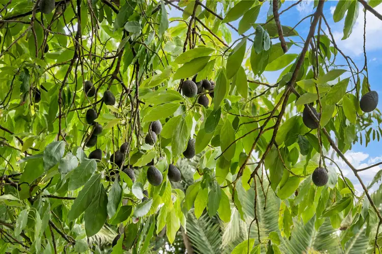 Second view of Homely house listing, 9 Alder Way, Duncraig WA 6023