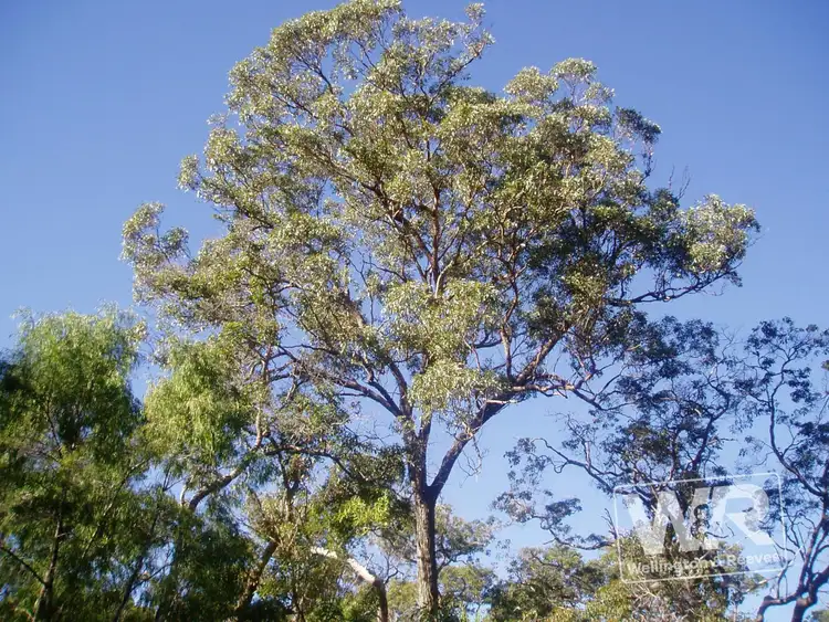 Seventh view of Homely rural property listing, Lot 2 Homestead Road, Manypeaks WA 6328