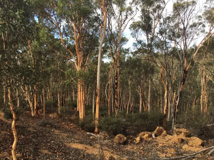 Main view of Homely land listing, 53 White Gum Ridge, Toodyay WA 6566