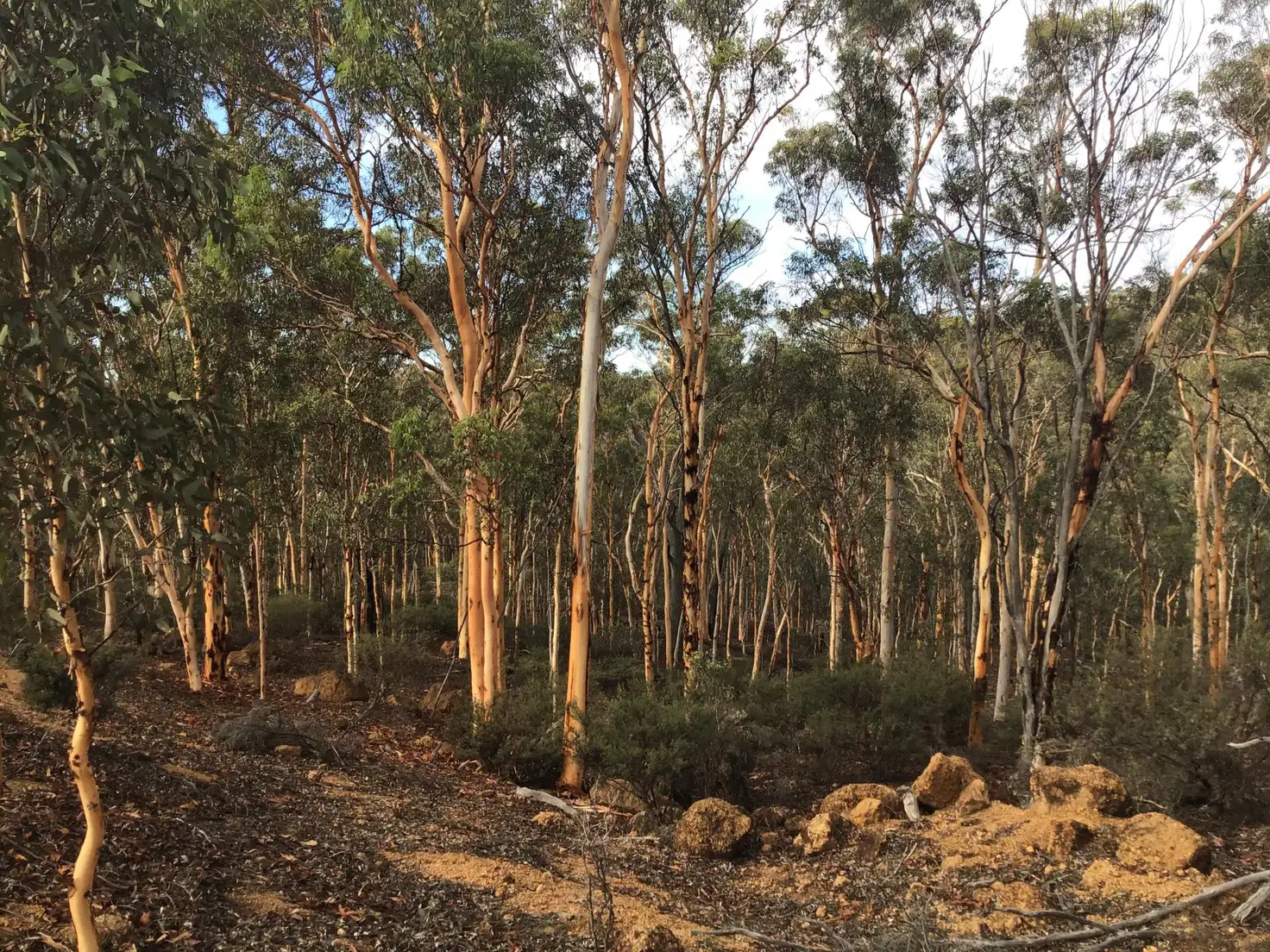 Main view of Homely land listing, 53 White Gum Ridge, Toodyay WA 6566