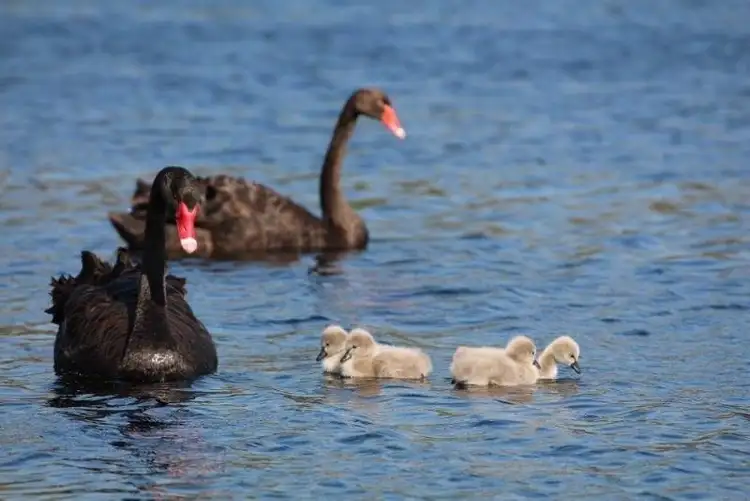 Fifth view of Homely land listing, Lot 1, 33 Jubilee Avenue, Success WA 6164