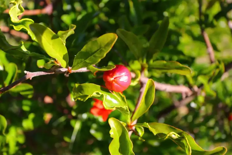 Third view of Homely rural property listing, 185 Tamarisk Drive, Gabbadah WA 6041