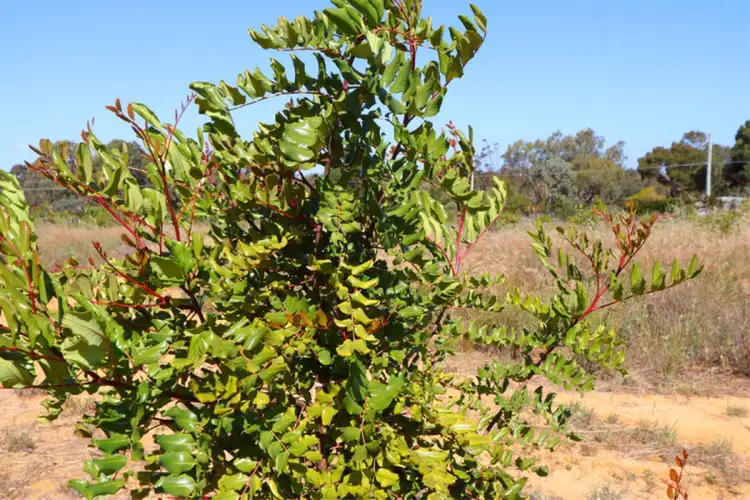 Sixth view of Homely rural property listing, 185 Tamarisk Drive, Gabbadah WA 6041