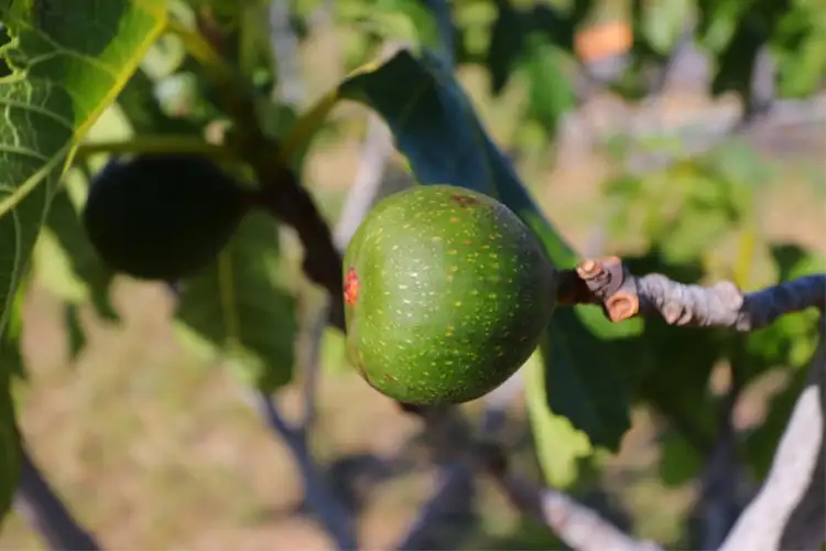 Seventh view of Homely rural property listing, 185 Tamarisk Drive, Gabbadah WA 6041