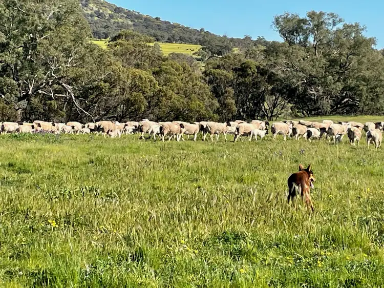 1004 Northam-Toodyay, Toodyay WA 6566