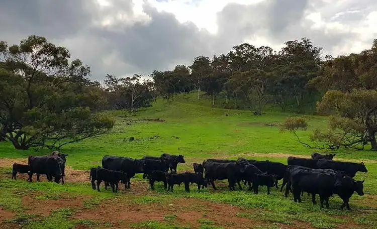 Fifth view of Homely rural property listing, 967 Northam-Toodyay, Toodyay WA 6566