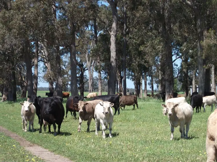 Second view of Homely rural property listing, Lot 200 Balbarrup Road, Manjimup WA 6258