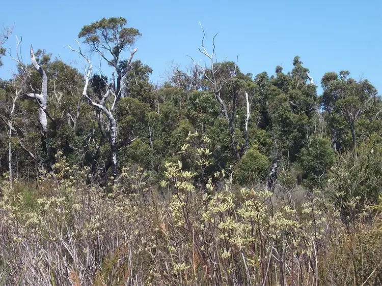 Fourth view of Homely rural property listing, 1117 Richardson Road, Northcliffe WA 6262