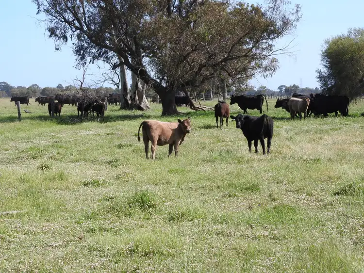 Sixth view of Homely rural property listing, 210 Hart Road, West Coolup WA 6214