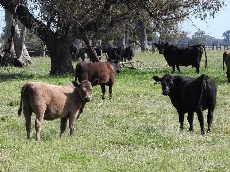Seventh view of Homely rural property listing, 210 Hart Road, West Coolup WA 6214
