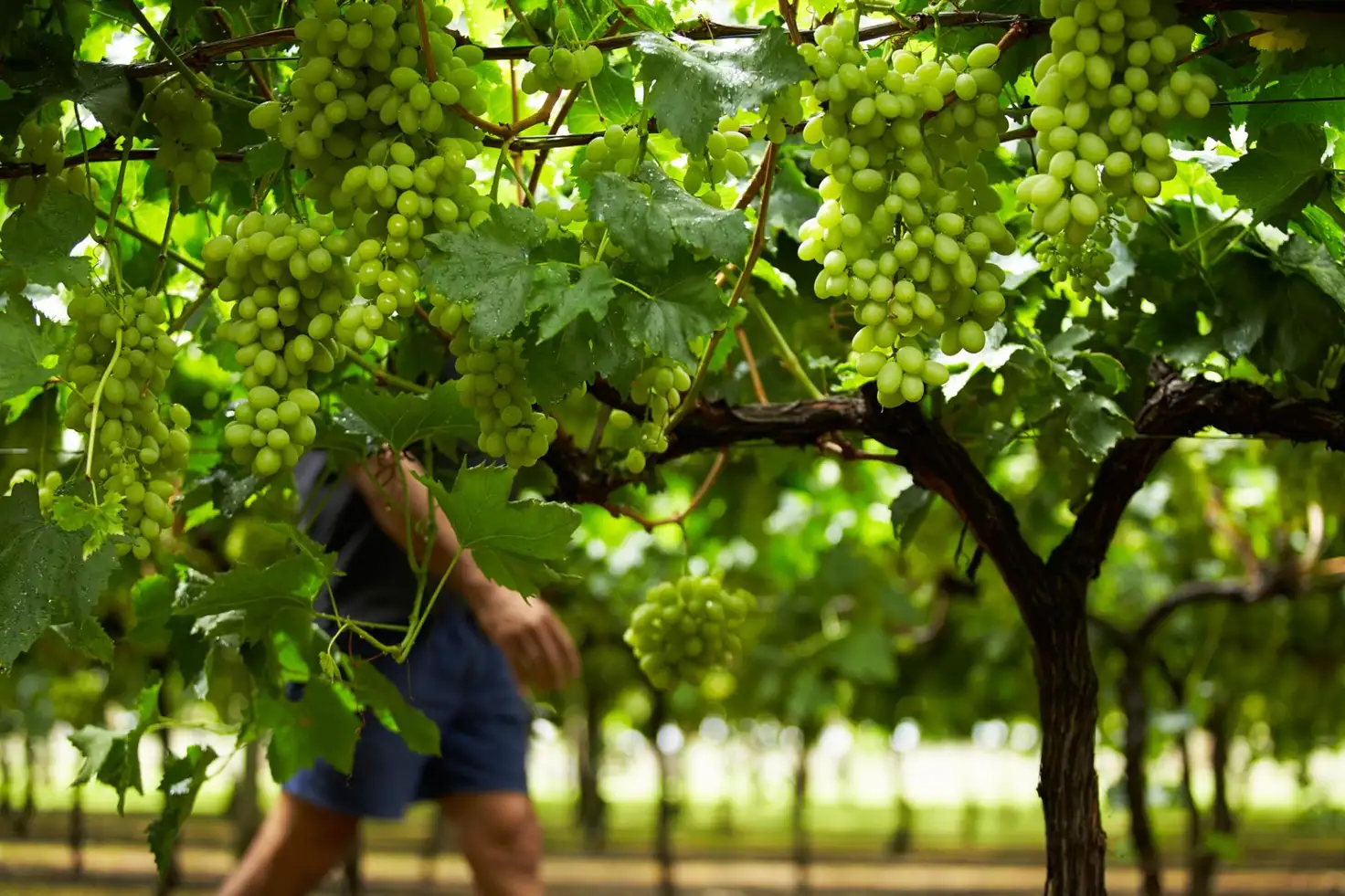 Main view of Homely rural property listing, 226 HOCART ROAD, Wokalup WA 6221