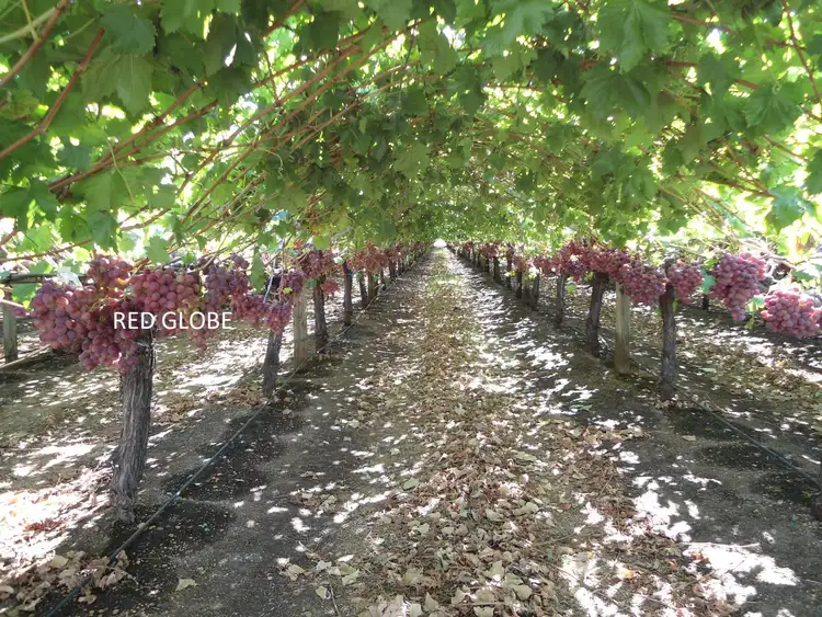 Second view of Homely rural property listing, 226 HOCART ROAD, Wokalup WA 6221