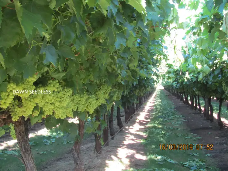 Third view of Homely rural property listing, 226 HOCART ROAD, Wokalup WA 6221