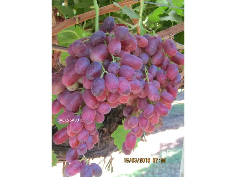 Fourth view of Homely rural property listing, 226 HOCART ROAD, Wokalup WA 6221