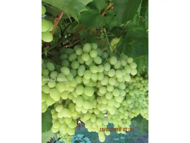 Fifth view of Homely rural property listing, 226 HOCART ROAD, Wokalup WA 6221