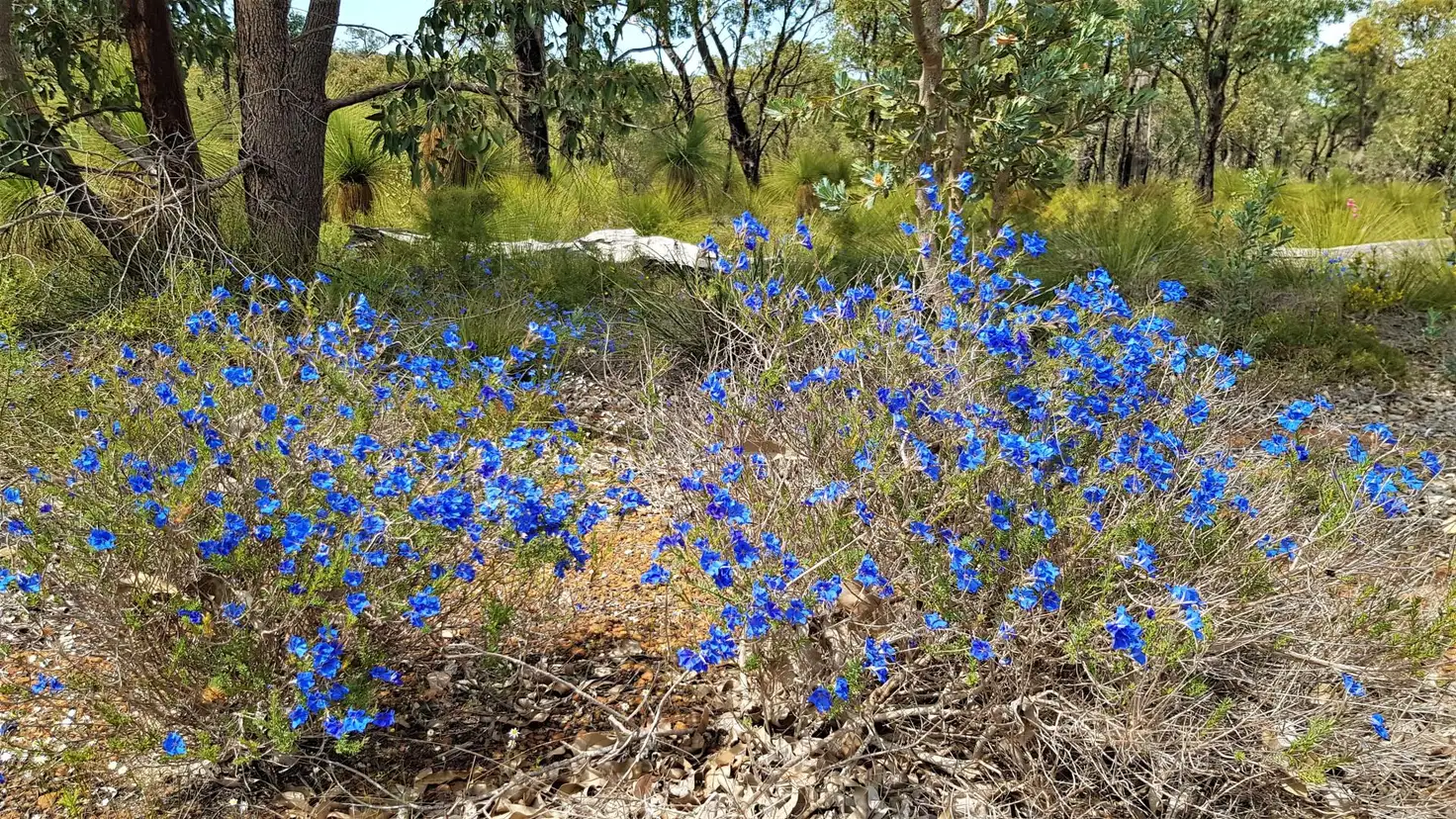 Main view of Homely land listing, 92 Ghost Gum Ridge, Chittering WA 6084