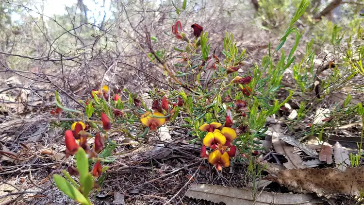 Sixth view of Homely land listing, 92 Ghost Gum Ridge, Chittering WA 6084