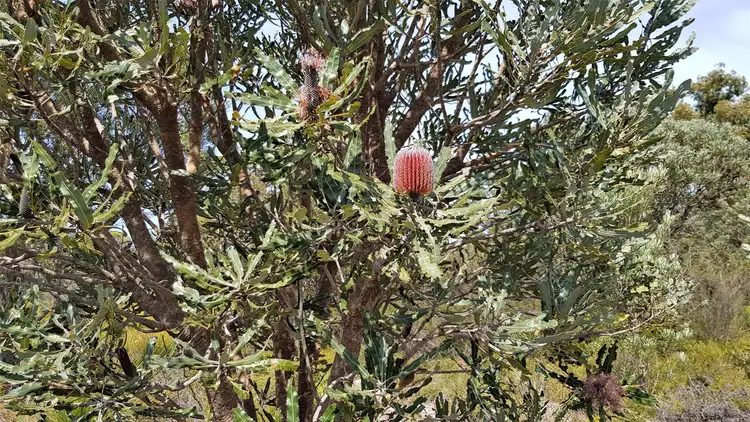 Seventh view of Homely land listing, 92 Ghost Gum Ridge, Chittering WA 6084