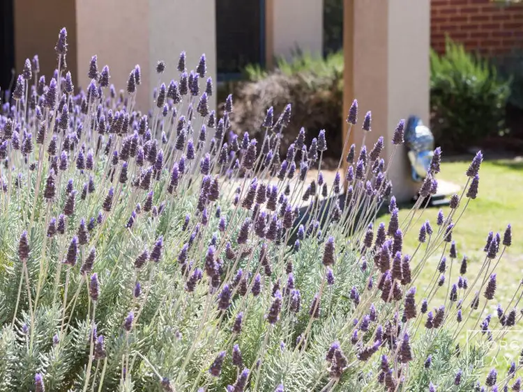 60 The Lakes Boulevard, Jandakot WA 6164