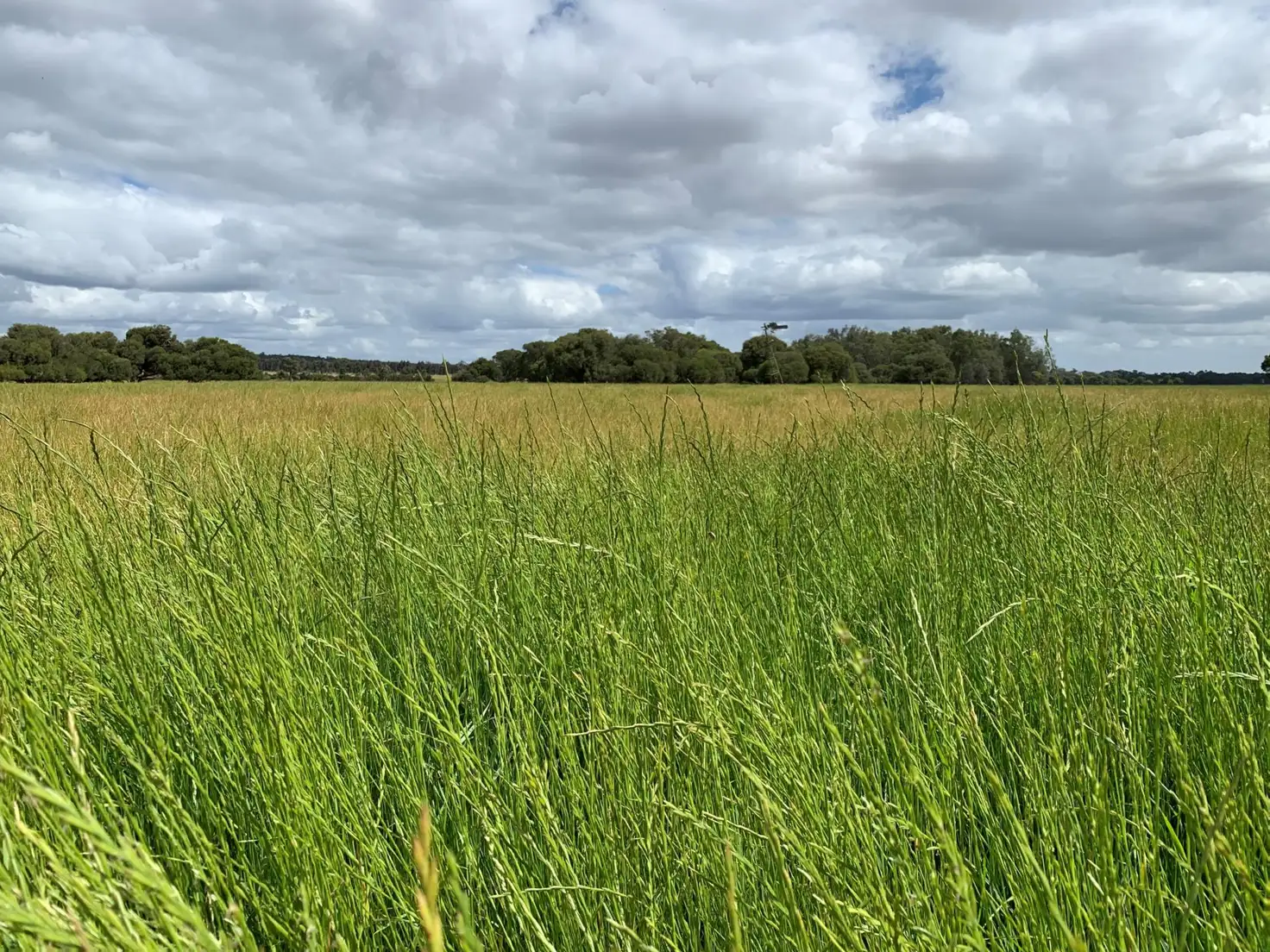 Main view of Homely rural property listing, Lot 284 Brilliant Road, The Plains WA 6237