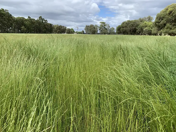 Seventh view of Homely rural property listing, Lot 284 Brilliant Road, The Plains WA 6237