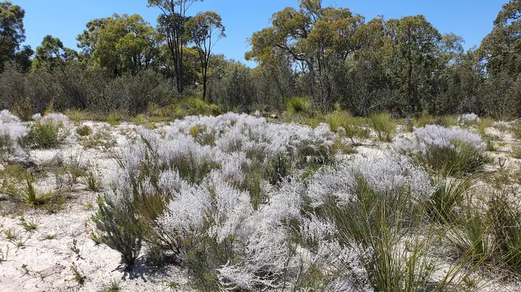 Fourth view of Homely land listing, 53 Sugar Gum Drive, Chittering WA 6084