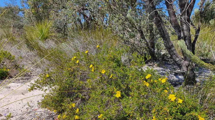 Sixth view of Homely land listing, 53 Sugar Gum Drive, Chittering WA 6084